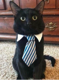 Black cat!!!